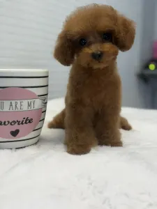 Poodle Toy - Tiara( Teacup)