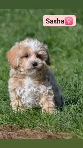 Maltipoo - Sasha