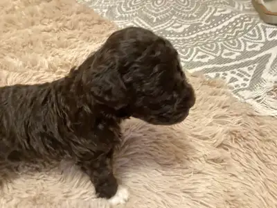 Romagna Water Dog - Bizsu A Wuuff Segítségével Gazdira Talált