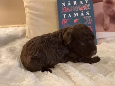 Romagna Water Dog - Boxos A Wuuff Segítségével Gazdira Talált