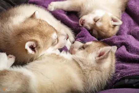 Siberian Husky - Saint Michael Island Szibériai Husky Kennel