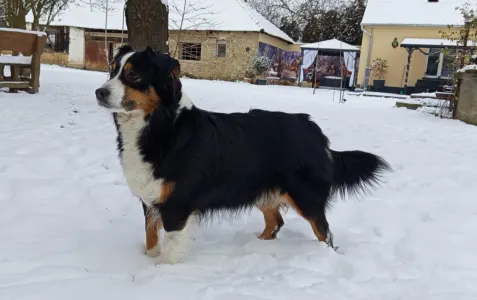 Miniature American Shepherd - Of St. Groth
