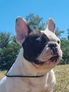 French Bulldog - Falco 
