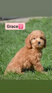 Goldendoodle - Grace