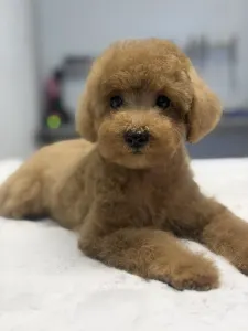 Poodle Toy - Toby