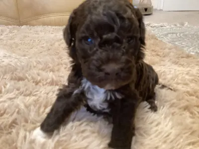 Romagna Water Dog - Bizsu A Wuuff Segítségével Gazdira Talált