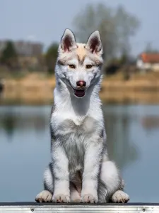 Siberian Husky - Saint Michael Island Winter Rose 