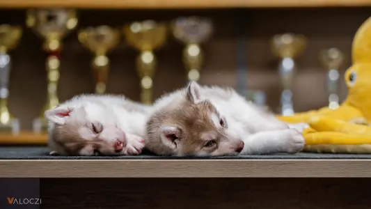 Siberian Husky - Saint Michael Island Szibériai Husky Kennel