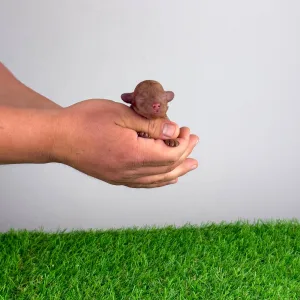 Poodle Miniature - Rana