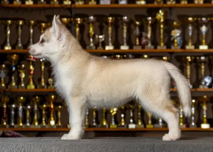 Siberian Husky - Saint Michael Island Winter Rose 