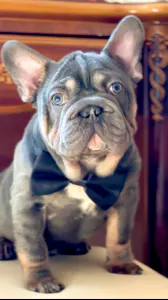 French Bulldog - Steel Wing Bullz Orion