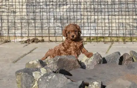 Poodle Miniature - Bravados Eperke (toy)