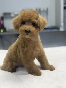 Poodle Toy - Toby