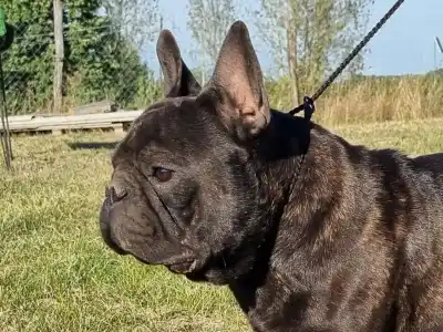 French Bulldog - Hamilton