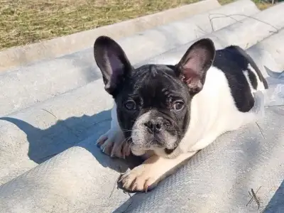 French Bulldog - Imobile