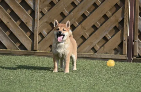 Shiba - Bravados Chiyuki