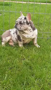 French Bulldog - Available