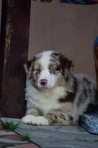 Miniature American Shepherd - Winstead Once Upon The Frontier