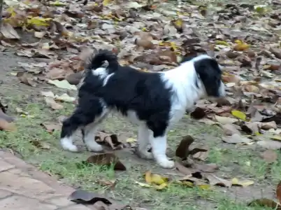 Tibetan Terrier - Brissac Soul Of Therapy
