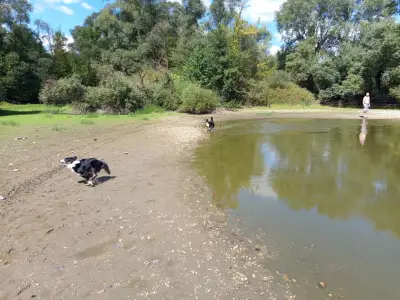 Miniature American Shepherd - Of St. Groth