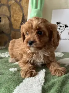 Cavapoo - Zara