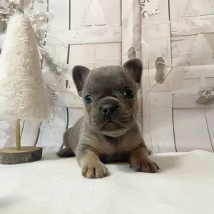 French Bulldog - Amy