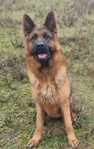 German Shepherd Dog - Argo Vom Wojwodina Hof