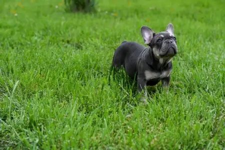French Bulldog - Ice