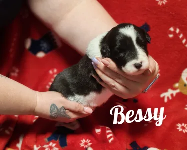 Border Collie - Bessy