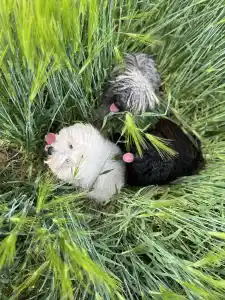 Puli - Tincses-kincsem Lagotto & Puli
