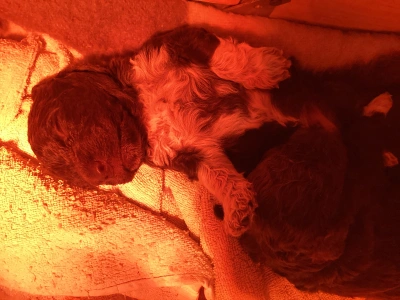 Romagna Water Dog - Buksi A Wuuff Segítségével Gazdira Talált