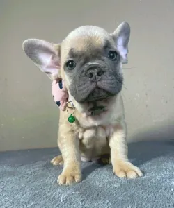 French Bulldog - Barbie