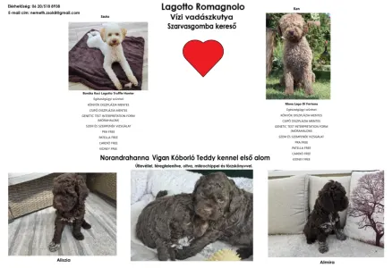 Romagna Water Dog - Almíra Gazdisodott