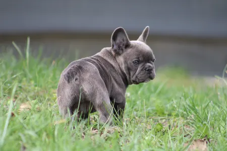 French Bulldog - Behemót