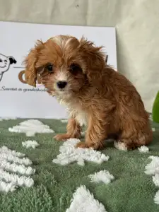 Cavapoo - Nara