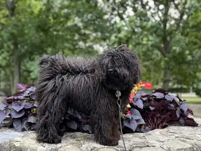 Puli - Tincses-kincsem Lagotto & Puli