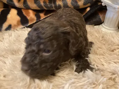 Romagna Water Dog - Betyár A Wuuff Segítségével Gazdira Talált