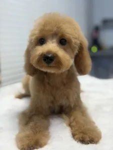 Poodle Miniature - Rebby