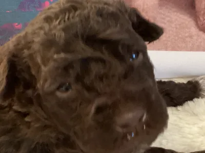 Romagna Water Dog - Boxos A Wuuff Segítségével Gazdira Talált