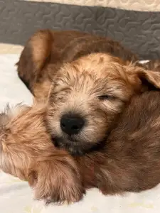 Irish Soft Coated Wheaten Terrier - In Wheaten Home 