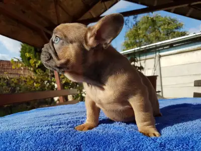 French Bulldog - Cuki!