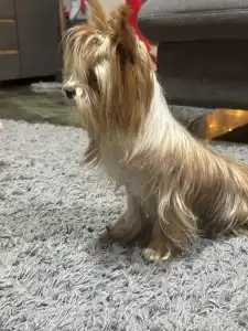 Biewer Terrier - Brownie