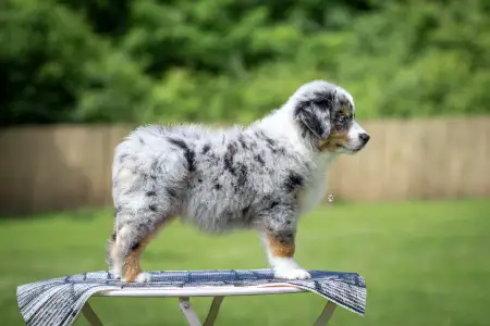 Miniature American Shepherd - Of St. Groth