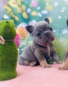 French Bulldog - Lena