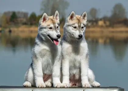 Siberian Husky - Saint Michael Island The Winner Takes It All