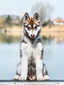 Siberian Husky - Saint Michael Island Whos The Drama Queen 
