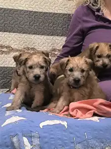 Irish Soft Coated Wheaten Terrier - In Wheaten Home 