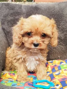 Cavapoo - Barack