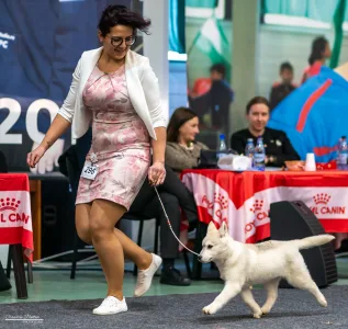 Siberian Husky - Polar Moonlights Szibériai Husky Kennel