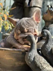 French Bulldog - Steel Wing Bullz Nolan